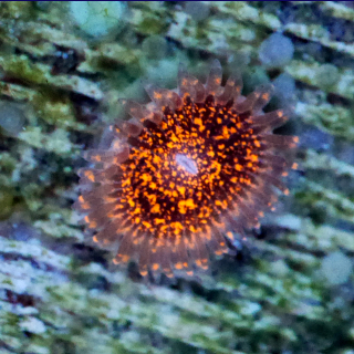 Zoanthus Nightmare