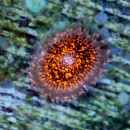 Zoanthus Nightmare