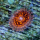Zoanthus Nightmare